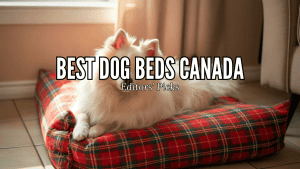Best Dog Beds in Canada
