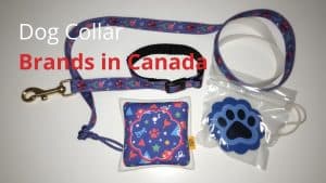 Dog Collar Brands in Canada