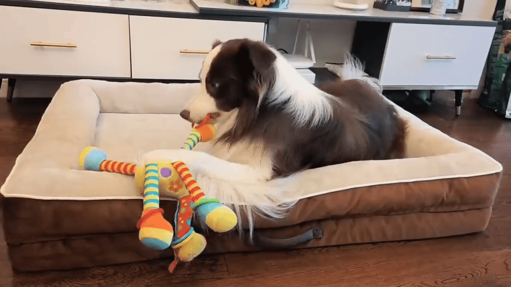 Upvilla Orthopedic Dog Bed in Use