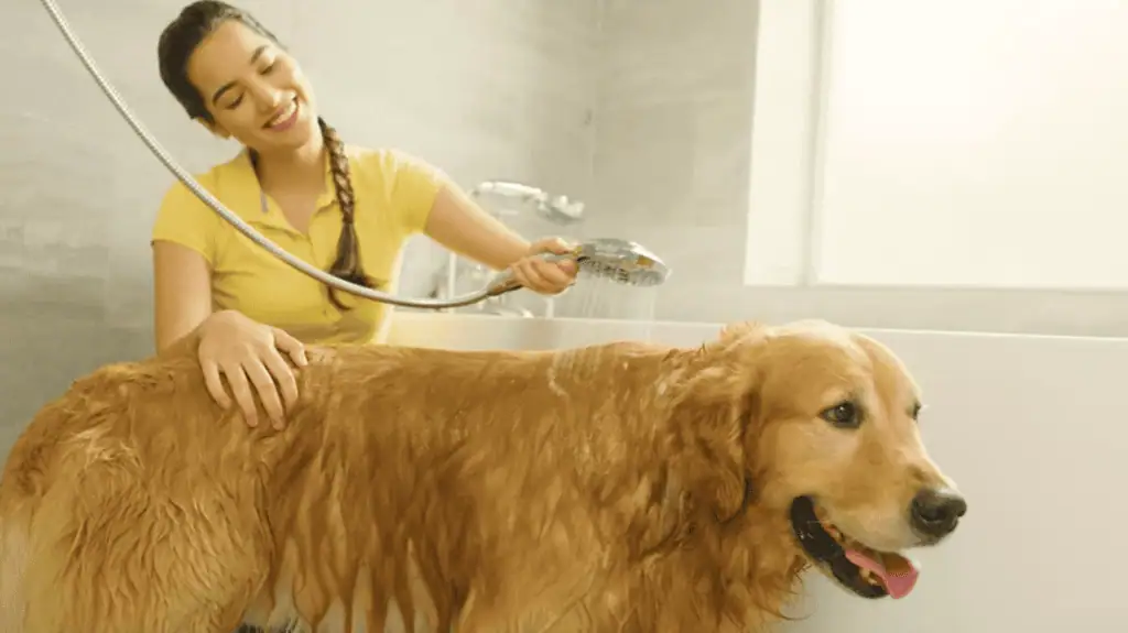 AquaCare High Pressure Shower Head in Use